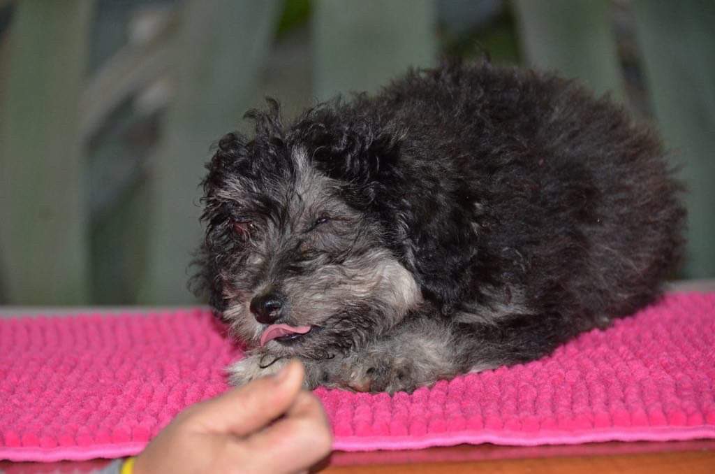 #Handicap-na und? Shadow ist blind, trotzdem suchen wir eine Familie, die ihr die Welt wieder bunt macht! Sie ist aktuell 4 Monate alt und kommt super zurecht. Sie will ein normales Hundeleben führen. Wer erfüllt ihr den Traum?♥️#dog #dogs #puppy #welpe #shelter #savelife #sos