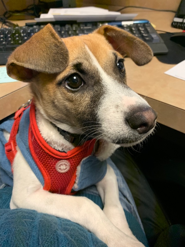 peter_perillo's tweet image. 