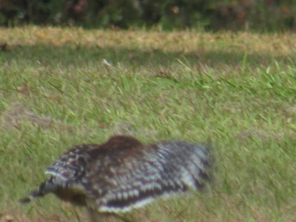 SoaringShayndel's tweet photo. We hope you liked our samples of today's Christmas Bird Count.
If you want to see more Follow Us and We will Follow You.
#OurTwitterFamily #BringingBirdsBack #NaturePhotography #FloridaBirdingHotSpots @inaturalist @Team_eBird @FloridaBirding @BirdingByEar #BirdingVisuallyImpaired https://t.co/PZgXlCfRKW