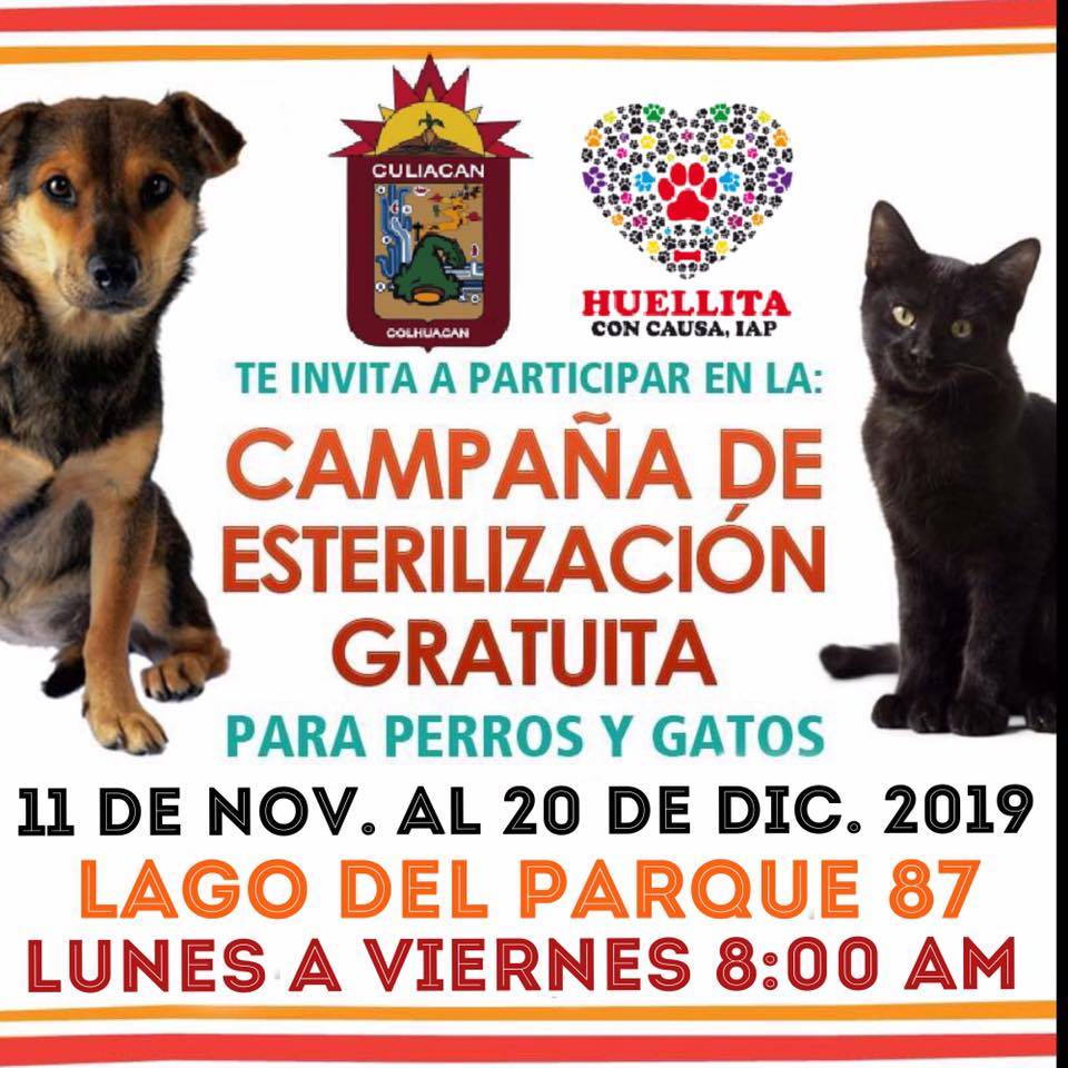 Japdesinaloa's tweet photo. ¡Asiste, comparte y aprende! ✨
#JAPSinaloa #MásCerca #Ayudar https://t.co/YlM0stfBii