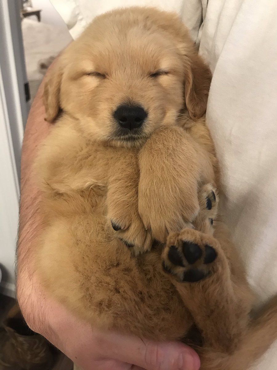 Blessing your timeline with our perfect boy #Riggs