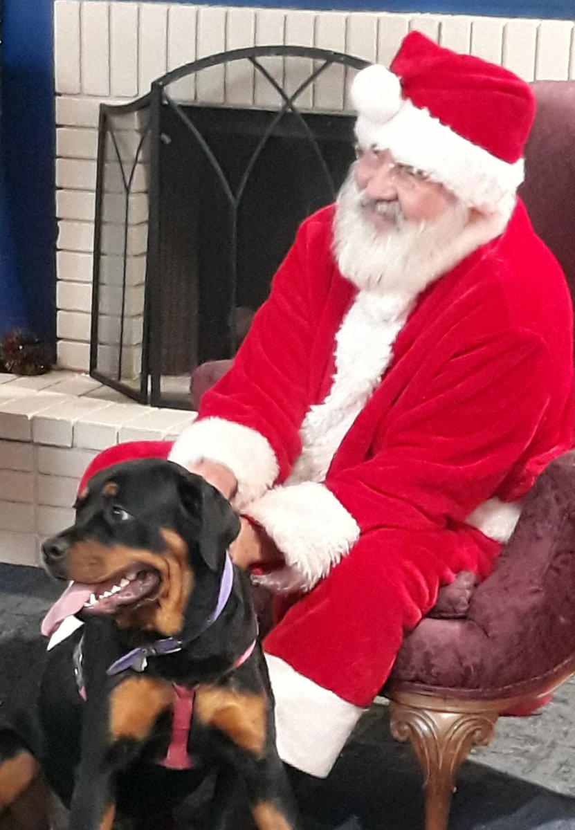 sugarrayray's tweet image. I saw Santa for the first time today

#SantaPaws #dogsoftwitter
