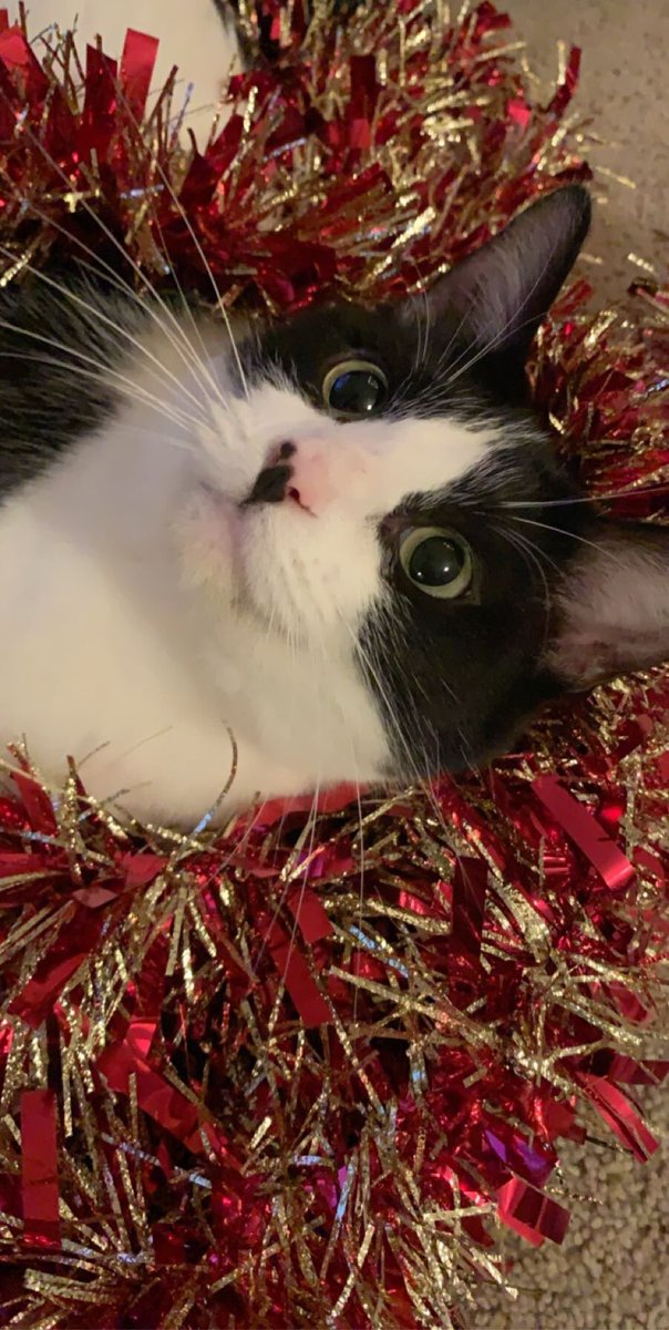 Stephanieg0610's tweet photo. Stormy and Elizabeth Rose ready for Christmas 🎄 https://t.co/uDvos9oASg