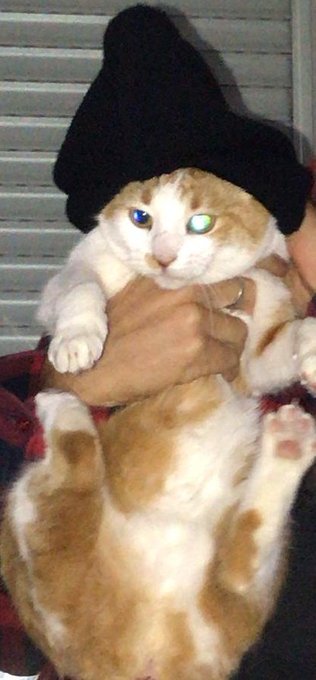 500 follows ;-; im so happy, here you can have a cool cat in exchange https://t.co/WOSUo0PYLw