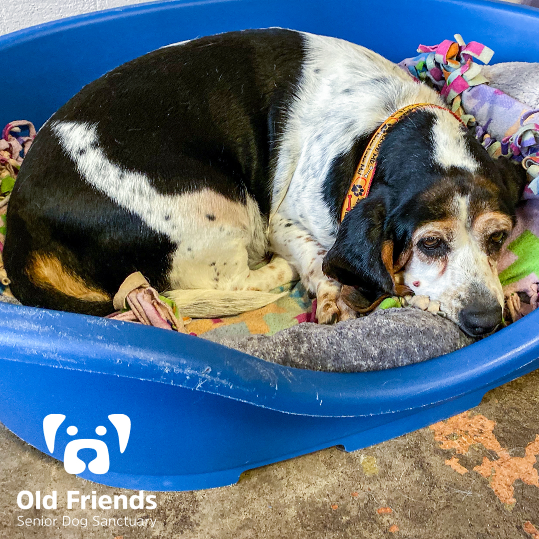 Old Friends Senior Dog Sanctuary tweet media