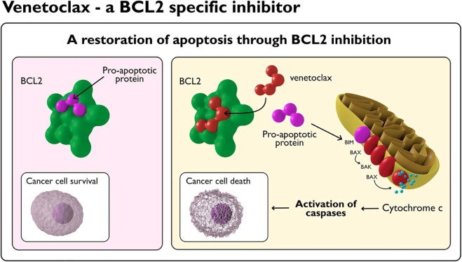 And then came venetoclax! Investigators showed that venetoclax showed great promise in MM with the t(11;14) as this genetic subset depends more on anti-apoptotic signaling (pro-survival to avoid the double negative) of bcl-2. https://www.ncbi.nlm.nih.gov/pubmed/29018077 17/x