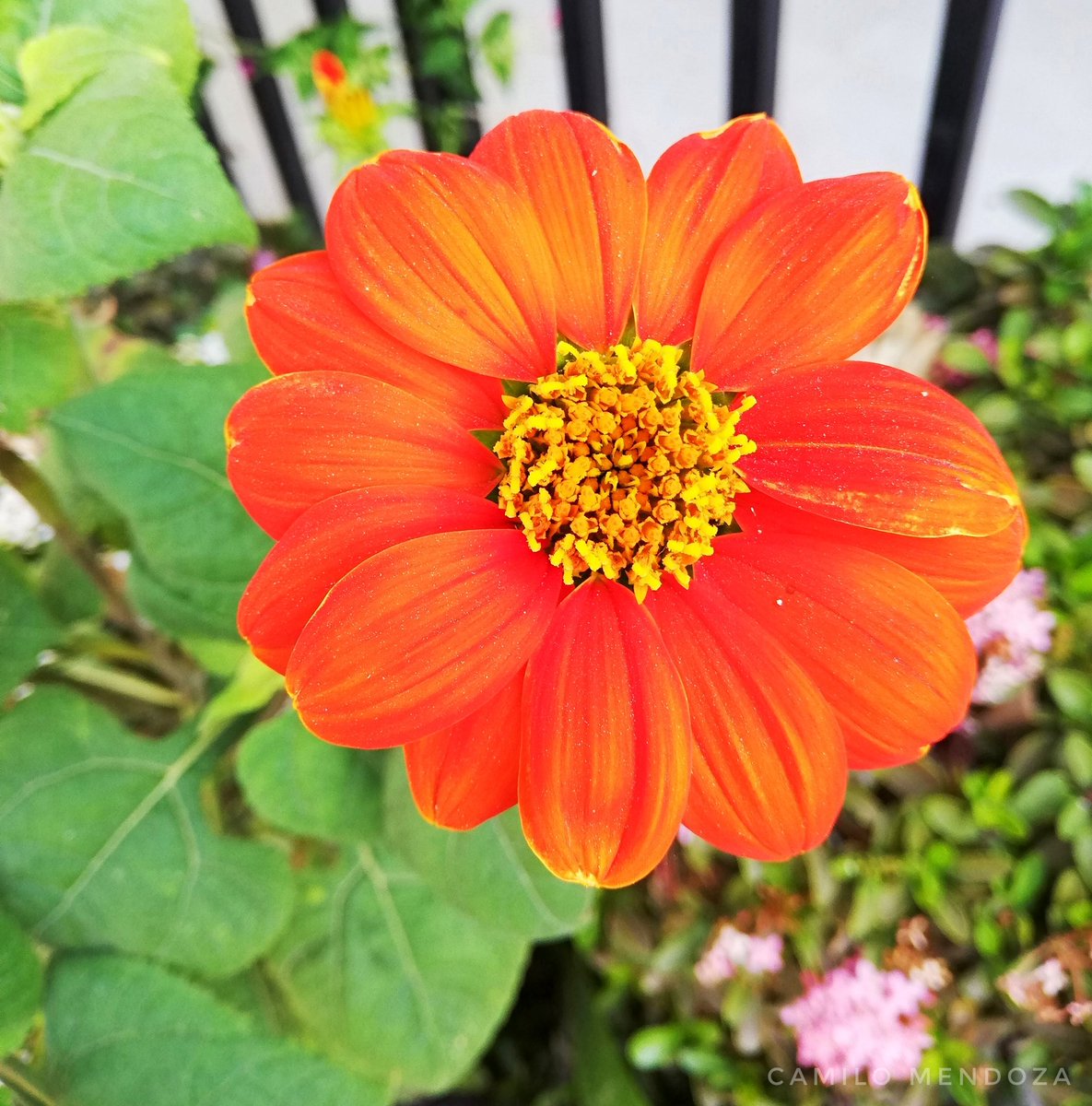 Eres como las flores y a mí me gustan mucho las flores. 🏵️

#Colombia #Córdoba #Montería #FloresDeColombia #Flores #Flowers #Orange #InstaLover #Photography #Pic #PhotoLover #InstaPhoto #Instagram
