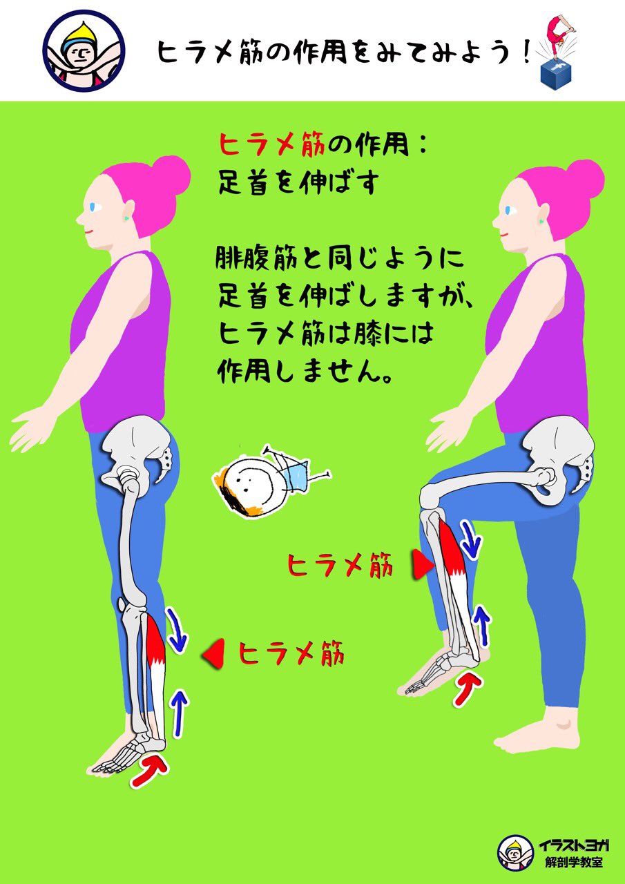 世界一ゆる い解剖学 على تويتر 腓腹筋 ひふくきん ヒラメ筋 ヒラメ筋の作用 足首を伸ばす 公式サイト記事はこちらから T Co 4mjdc8crjb 解剖学 解剖学講座 イラスト解剖学 リアル解剖学 ヨガ ピラティス ダンス セラピスト マッサージ 世界一ゆる い解剖学 على تويتر 腓腹筋 ひふくきん ヒラメ筋 ヒラメ筋の作用 足首を伸ばす 公式サイト記事はこちらから T Co 4mjdc8crjb 解剖学 解剖学講座 イラスト解剖学 リアル解剖学 ヨガ ピラティス ダンス セラピスト マッサージ