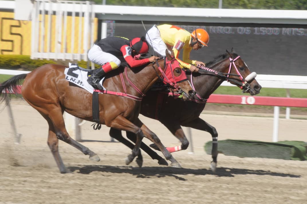 fernando_737's tweet photo. #Hipismo Eres Guapa enana, con un corazón ENORME #StudQuarterback @StudQuarterback @YanezStable @harasorlyana @CaprilesRobert 📸 #JorgeYanez https://t.co/owBPbtWstn