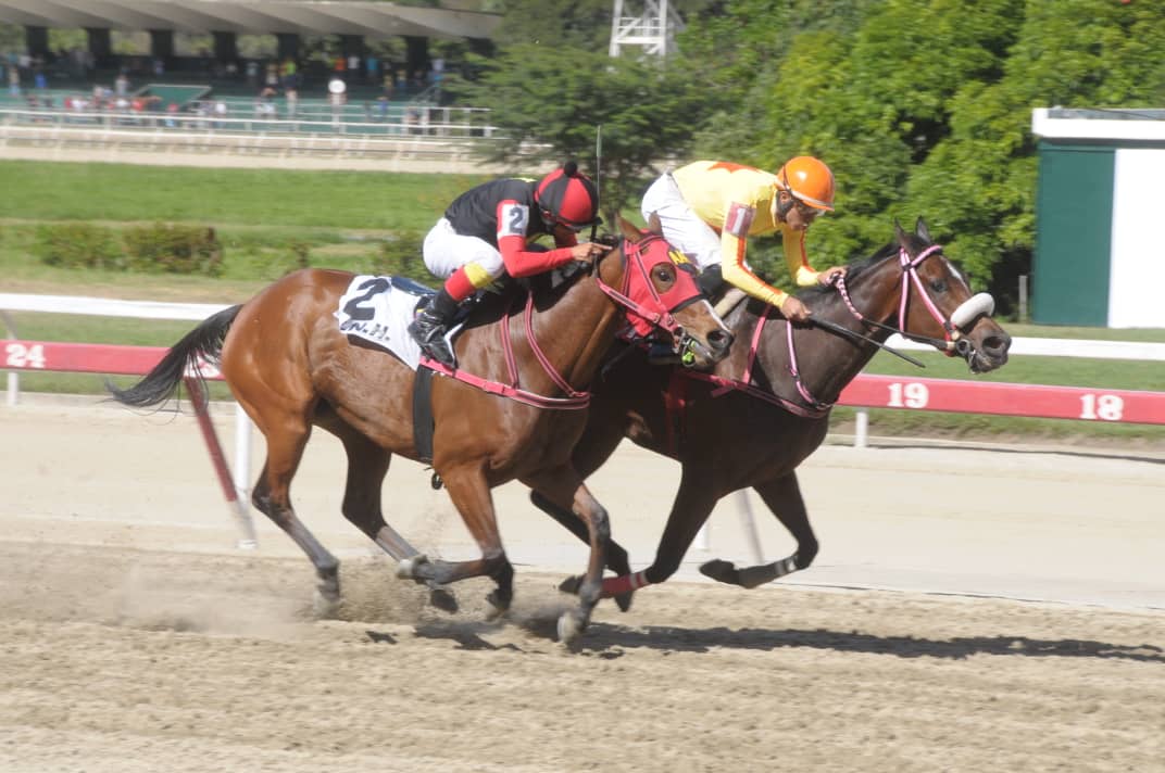 fernando_737's tweet photo. #Hipismo Eres Guapa enana, con un corazón ENORME #StudQuarterback @StudQuarterback @YanezStable @harasorlyana @CaprilesRobert 📸 #JorgeYanez https://t.co/owBPbtWstn