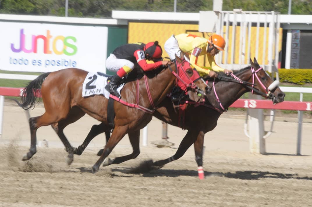 fernando_737's tweet photo. #Hipismo Eres Guapa enana, con un corazón ENORME #StudQuarterback @StudQuarterback @YanezStable @harasorlyana @CaprilesRobert 📸 #JorgeYanez https://t.co/owBPbtWstn