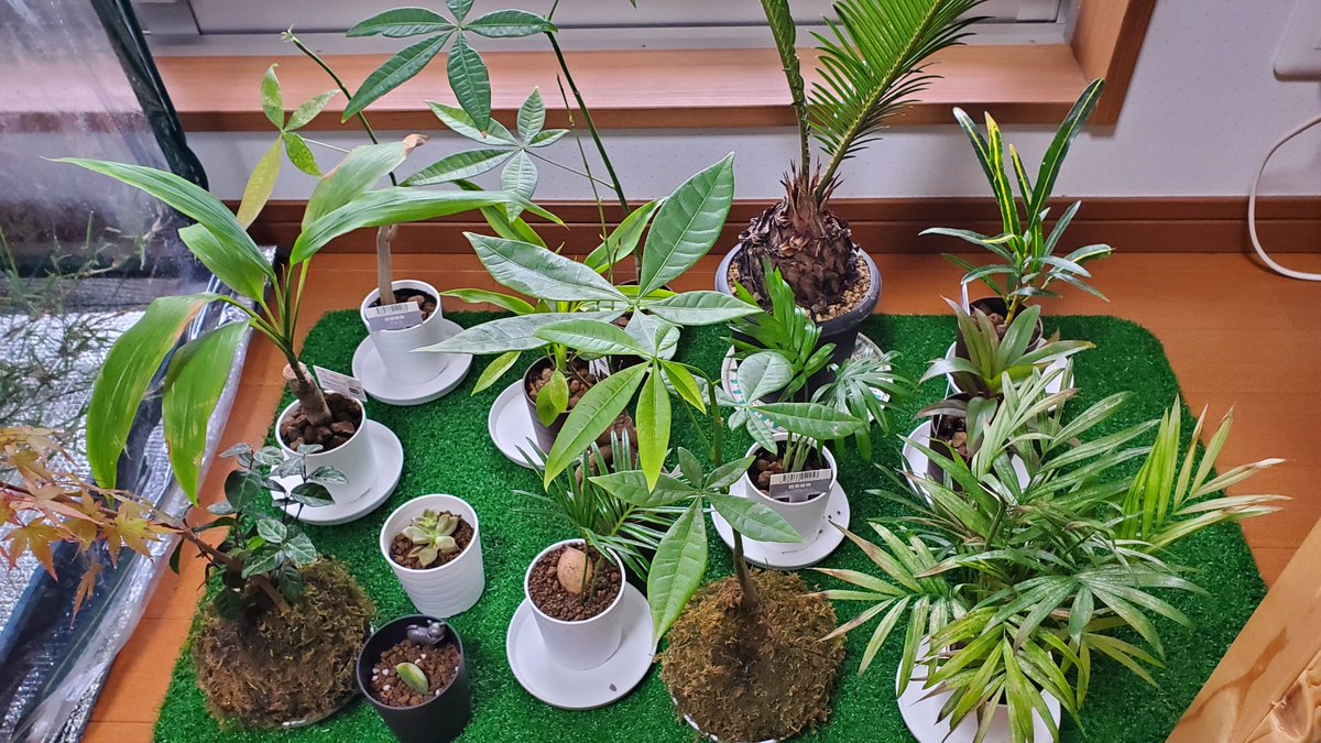 つりきっぷの芝生日記 お世話の方法も知らないのに 買っちゃったので 観葉植物としての機能はまだです 育てるのに必死で飾れてないです 100均で気軽に買えるのでついつい よかったら買ってみてください つりきっぷの芝生日記 お世話の方法も知らないのに 買っちゃったので 観葉植物としての機能はまだです 育てるのに必死で飾れてないです 100均で気軽に買えるのでついつい よかったら買ってみてください