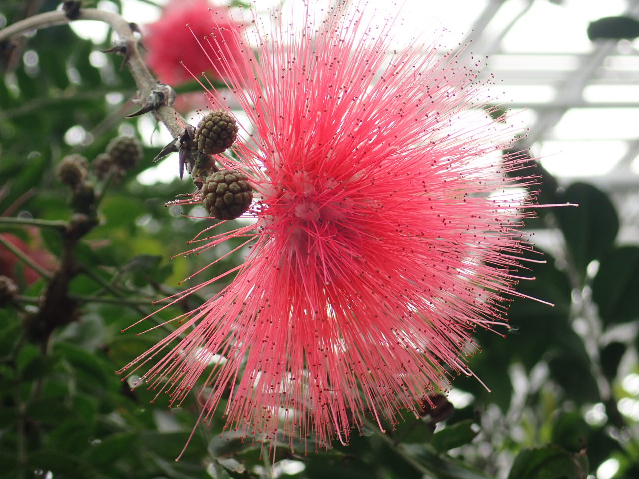 神代植物公園 ニュース スタッフより 園芸係 カリアンドラ ハエマトケファラ 大紅合歓 が緋紅色で半球形 8 ぐらいの花 を咲かせています 多数の花が頭状に集まっており 糸状に飛び出している赤い部分はおしべ 花弁は中心付近に見え隠れしています