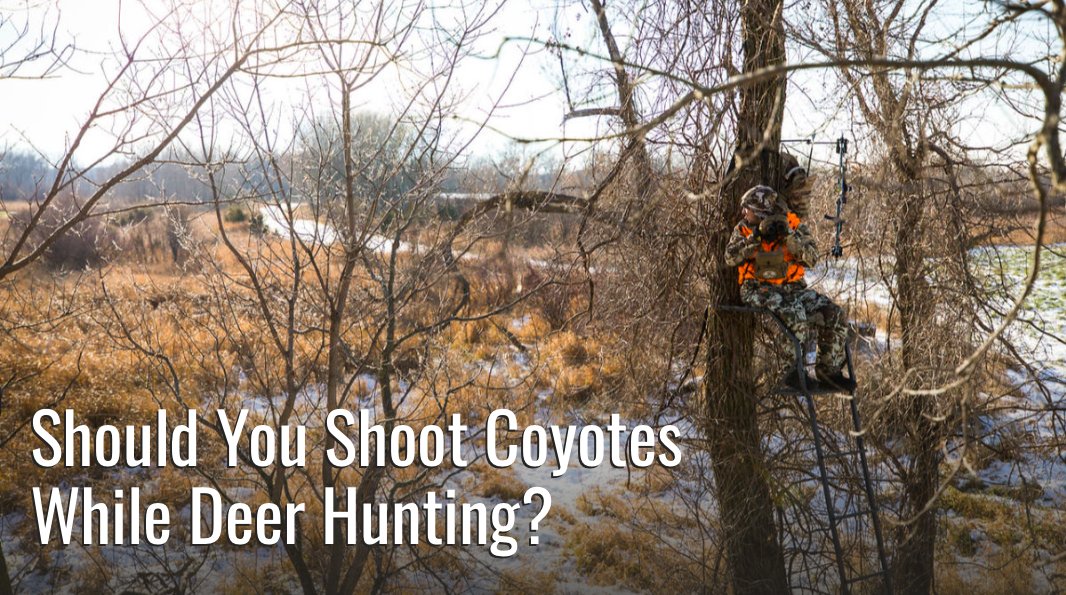 MeatEater on Twitter "It’s the last day of deer season and a coyote