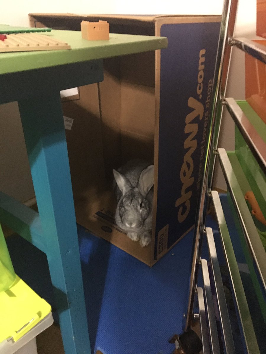 aboutabunny's tweet photo. Thanks for the hideout @Chewy! My GSD puppy brother can’t get me here! https://t.co/dRW8MTXpLZ