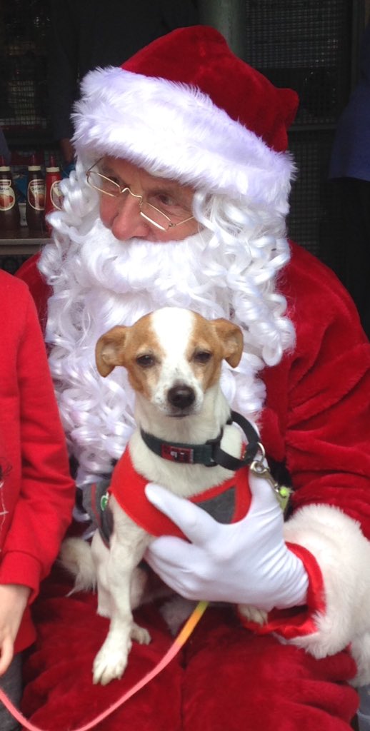 liz_burkinshaw's tweet photo. Meg ( my mums dog) telling Santa her wish list for Christmas and adventures for 2020 #kodc https://t.co/9b63oZWAzk