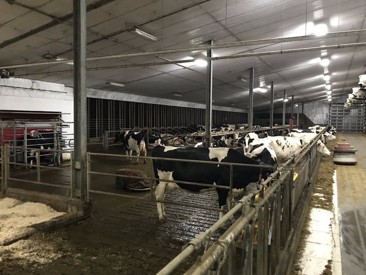 December 14th barn check. Curtains down fans running and sweating from my walk out. Nova Scotia weather roller coaster 🤦‍♂️