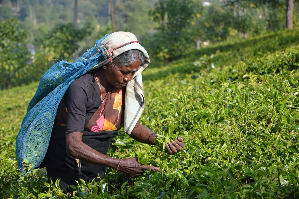 NovusTeaUK's tweet photo. Today is #InternationalTeaDay, celebrated in tea producing countries across the world. It’s our chance to acknowledge the hard work of pickers and growers in bringing us our delicious daily brews! #NovusTeaUK #NovusTea #Novus #AwardWinningTea #MadeinBritain #foodservice https://t.co/BhYGtP4Rsj