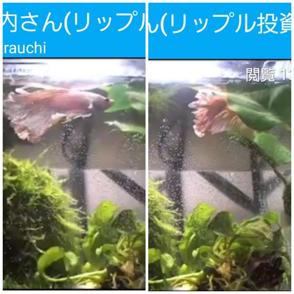 ベタ内さん ベタ内さん