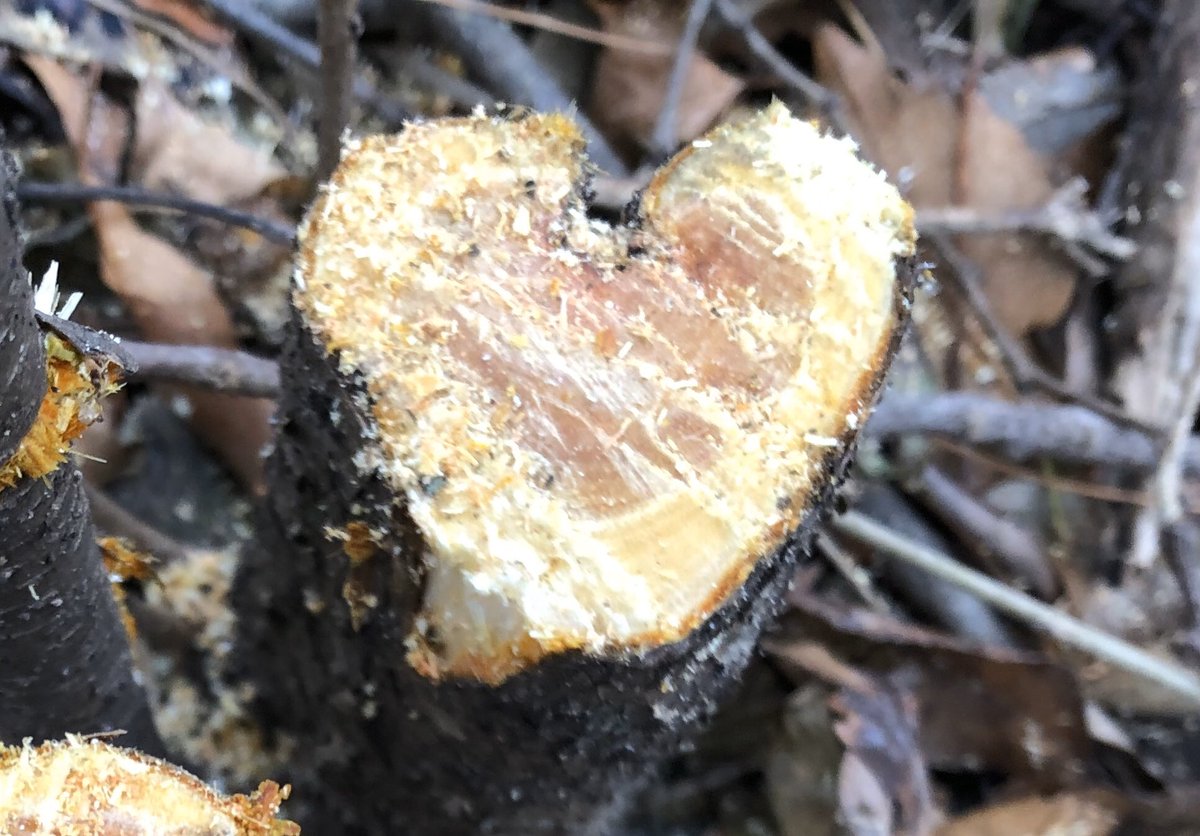 There’s a lot of love that goes into invasive species removal ❤️
#apeseco #byebyebuckthorn