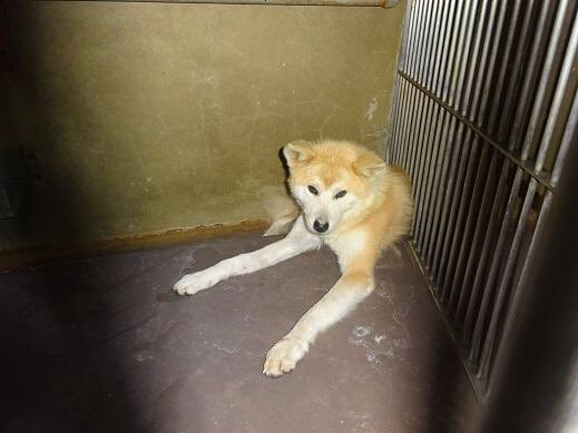 Sora710MI's tweet photo. https://t.co/tDBUT1Ctsl
◎有明保健所より迷子犬
12月6日に玉名郡南関町で保護
犬種 : 秋田犬
性別 :メス
年齢 : 不明
毛色 : 茶色系
首輪 : なし
特徴 : 小さめの秋田犬
しばらく周辺を徘徊していました
#熊本ペット　#熊本県　#有明保健所　#玉名郡　#秋田犬　#迷子犬　#熊本県迷子犬 https://t.co/e54m3m2qnq