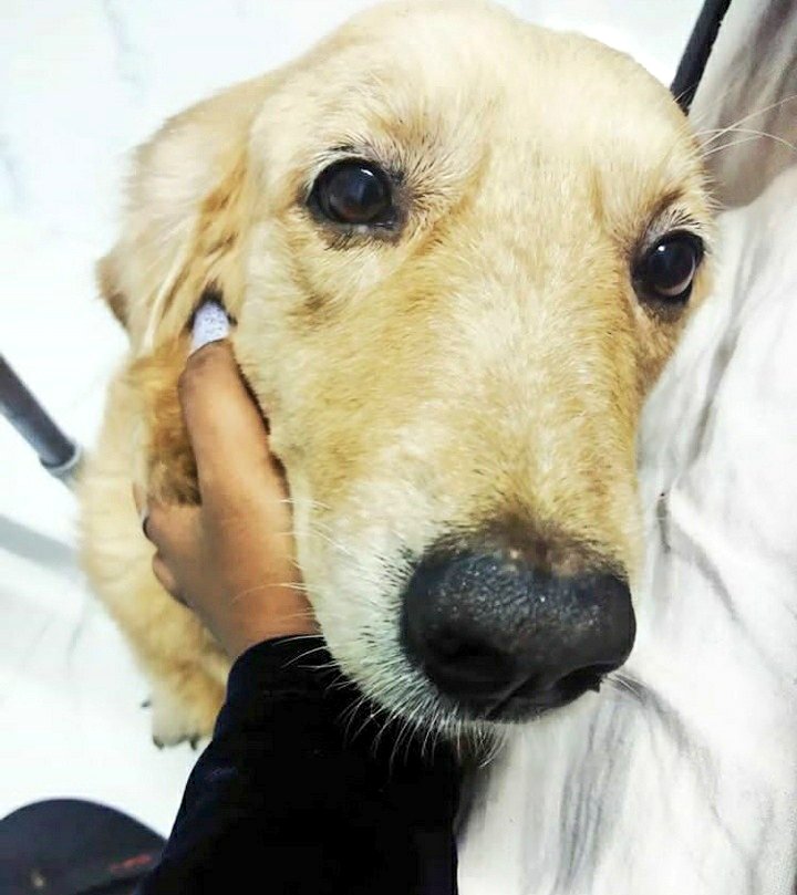 RitikaShedge's tweet photo. The power of a sloppy kiss and a wet nose on a bad day.. 🐶😘❤
#Dog #DogLovers #GoldenRetrievers #DogLove #LabradorRetriever #LoveForDogs #Love https://t.co/FMZiNGXA3i
