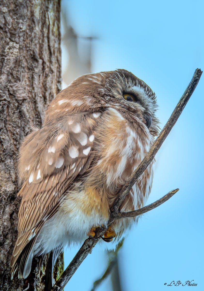 #NorthernSawwhetOwl #owls #birdsofprey #birds #nature #Nikon #TwitterNatureCommunity Yamachiche , #Québec, #Canada.
@ThePhotoHour @NatureCanada @BirdsCanada @eBirdQC @BPQBirdsighting @CornellBirds @Team_eBird @worldbirds32