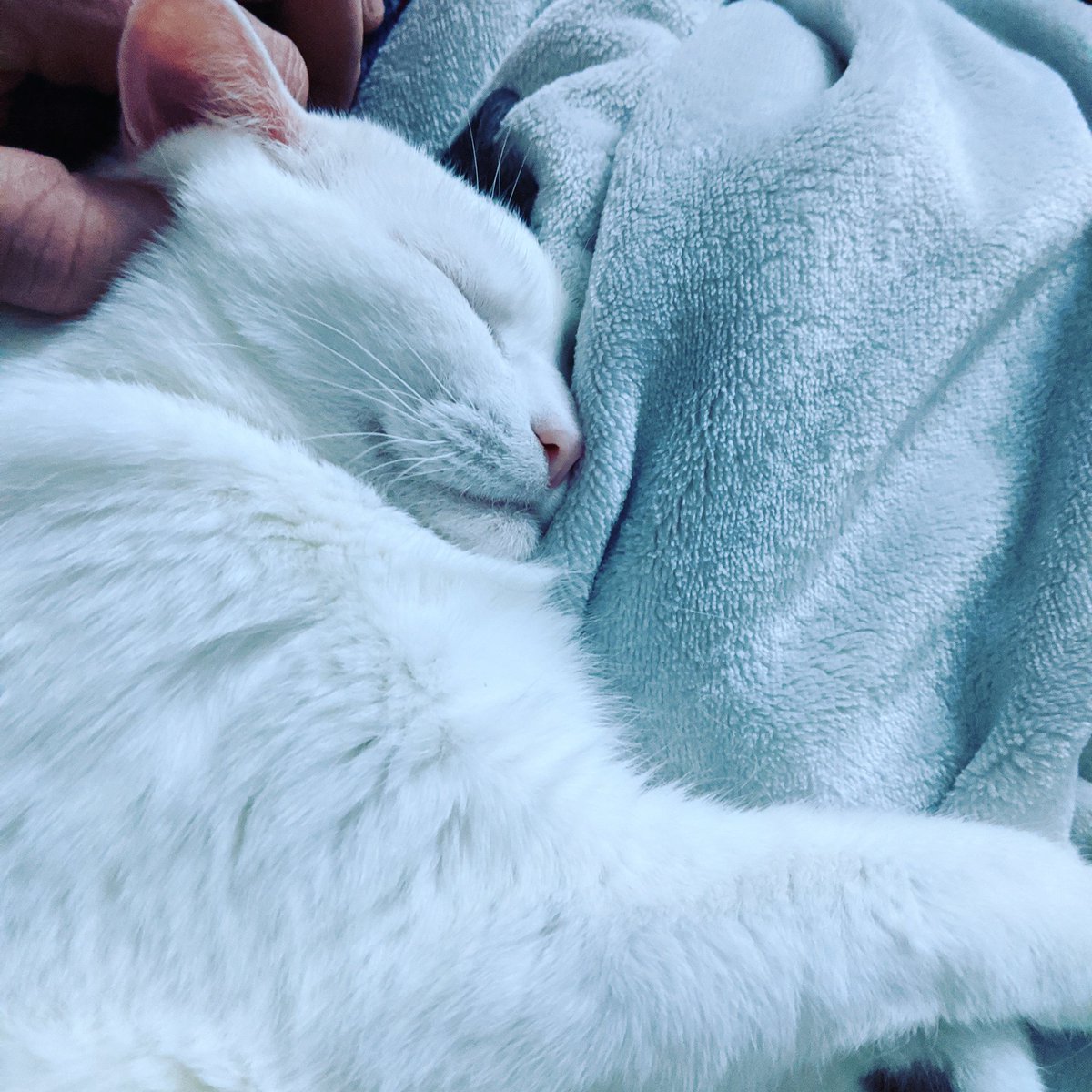 HouseofFuzz's tweet image. Watching a Hallmark Movie Christmas at Graceland while fuzzy snuggles #holidaymovie #hallmarkchristmasmovies  #cats