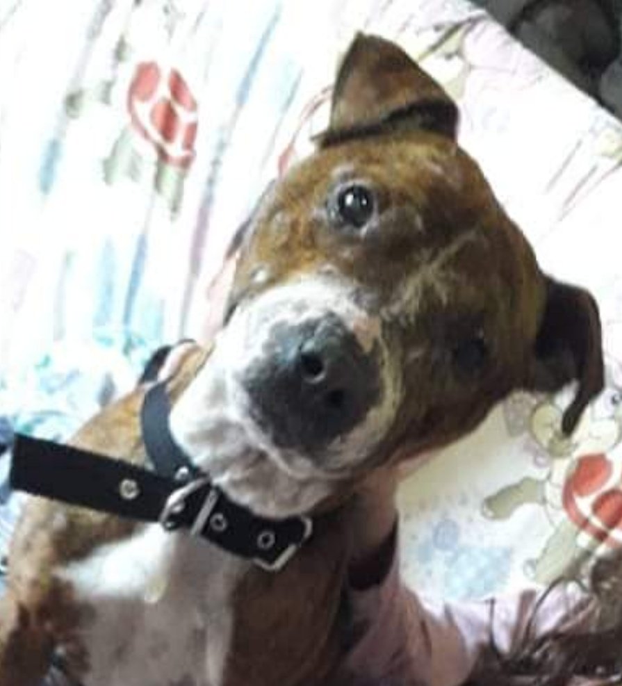 mebolcomba's tweet photo. ¡QUIERO SER FELIZ!💔
Me dijeron que es difícil pero no imposible.
Ayudame.
Si no sos vos el humano para mí, sólo te pido que compartas mi historia hasta el infinito y más allá por favor.
Quizás él te lea..."
Atte: Santy🐾

#BsAs
Cuestionario preadopción:
Solo WhatsApp 1563064162 https://t.co/gwktOYlZxF