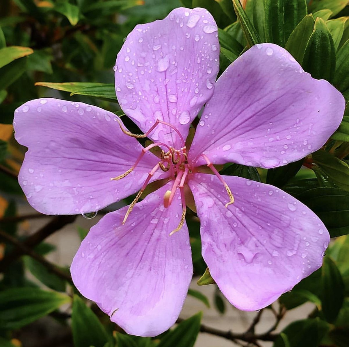 صباح الزراعة والنشاط

الزراعة هي الأمل ونرويها بالعمل

وهي حصن للبلاد ضد الاستعباد

وتحمي الاقتصاد من كثر الاستيراد وقلة التصدير

وهي طريقاً للإصلاح بدون اي سلاح وبدون اي تأثير

فيها الجمال بدون تزوير لأنها من صنع الله

تُعلم الإنسان كيف يبدع ويتفنن ويعبر في عملة