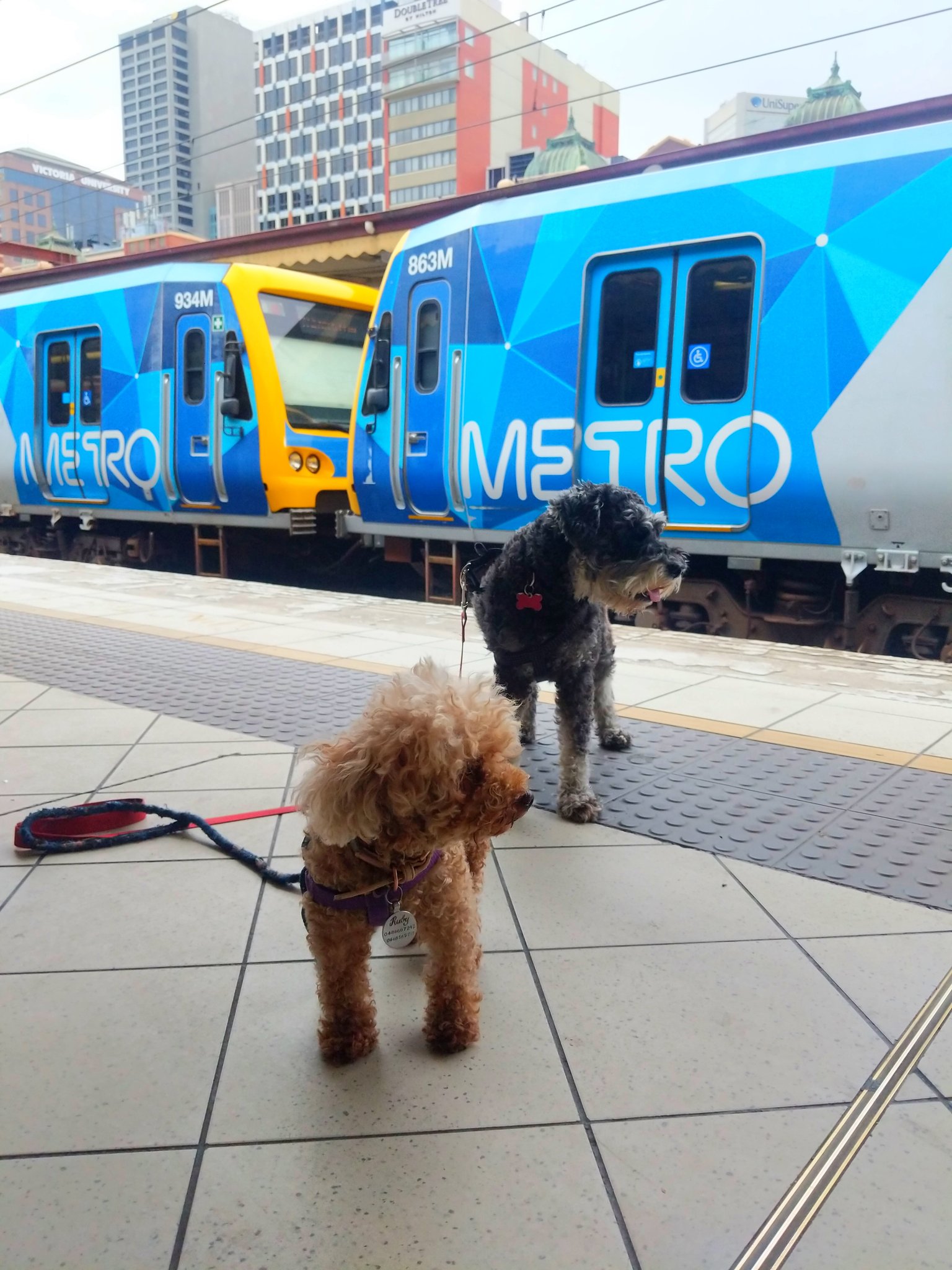 Can Dogs Go On Trains In Victoria