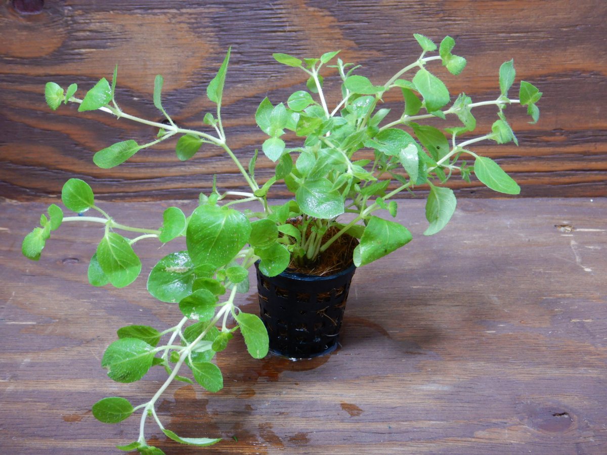 市ヶ谷フィッシュセンター 水草 園芸 インド便入荷 ハイグロフィラ セルフィラム ポゴステモン エレクタス カリカット ルドヴィジア アトランティス ダークオレンジ スタウロギネ スパトゥラータ カリカット ハイグロフィラ