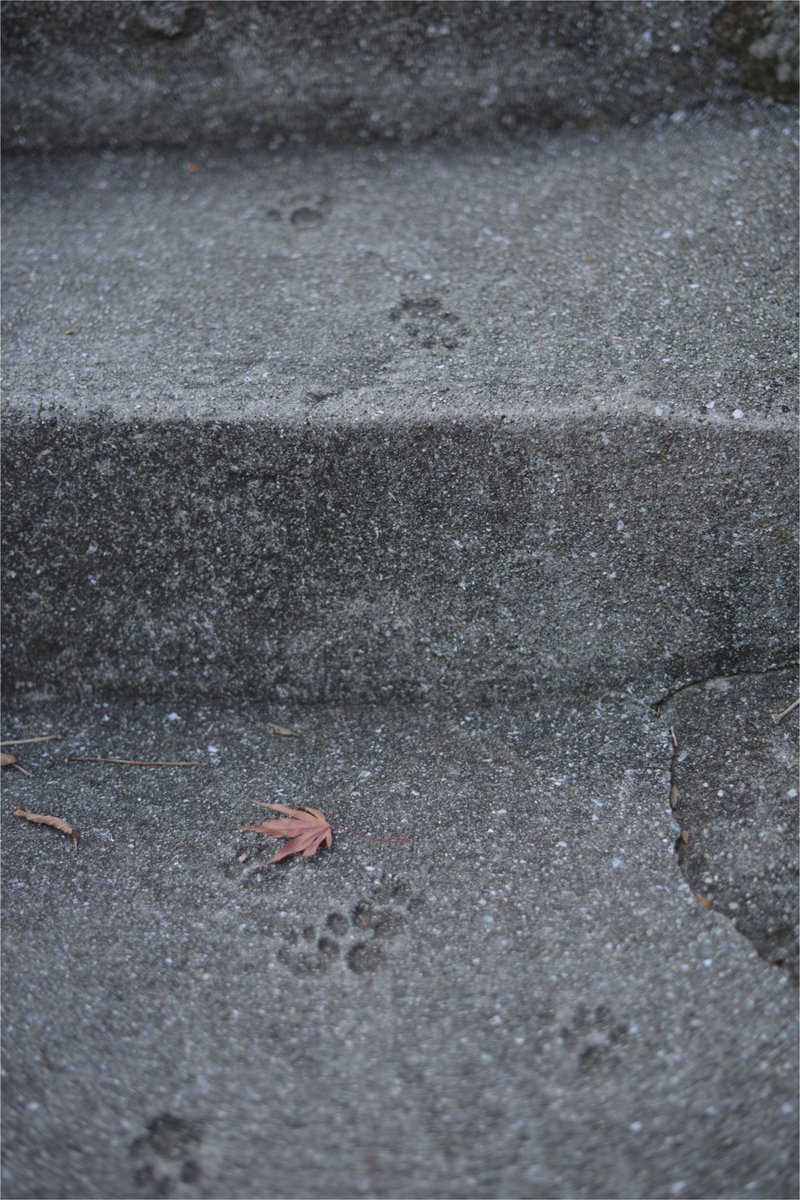 猫の足跡