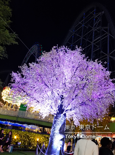 Tokyo__Trip's tweet photo. Tokyo Dome's winter illumination.
This year, cherry blossom illuminations appeared!
#tokyo #illumination https://t.co/HCX6GzuR98