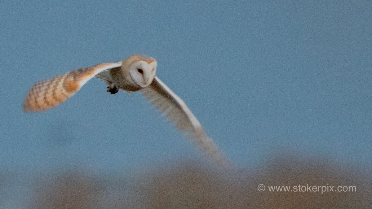 simonb3d's tweet photo. #lessonsinnature ever watched a Barn Owl hunt? It’s systematically cruises it’s territory low & slow prospecting carefully. Using all its evolutionary adaptations to hone in on just the right spot to invest its time & energy. Now ... where’s that calling list 😎 https://t.co/ulZbScdVxq