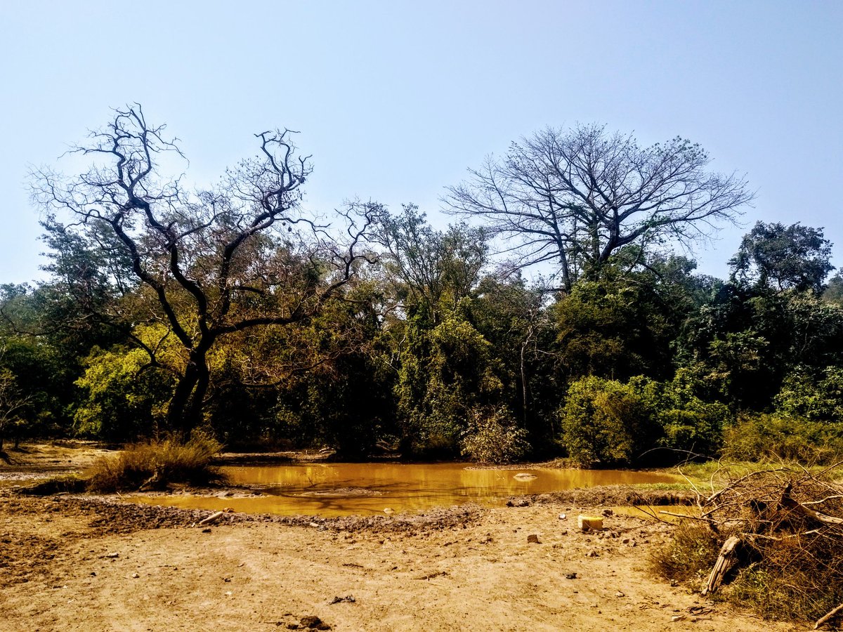 macmady's tweet photo. Quand au détour du chemin, tu tombes sur une magnifique clairière...
#PetiTaxi #Macmady #Nord #trip #RoadTrip #voyage #beautiful #nature #arbres #verts #eau #trees #green #water #villages #contryroads #Cotedivoire #Ivonomad #kpakpatoya https://t.co/0eNoBpv8UU