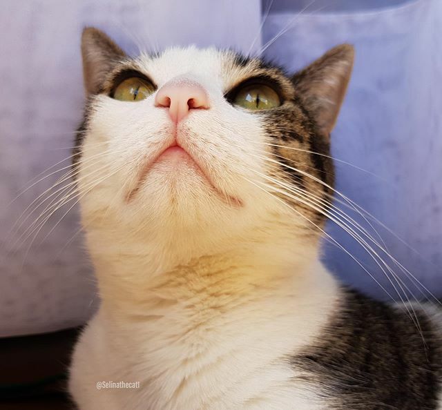 selinathecat1's tweet photo. Do you smell #catnip too? 😸

#cats #catsofinstagram #cat #catstagram #instagram #catlover #instacat #catlovers #pets #kittens #meow #kitten #kitty #catoftheday #world #cute #love #animals #pet #catlife #gatos #gato #instacats #cutecats #lovecats #catsagram https://t.co/Qgmh7sc3Zl