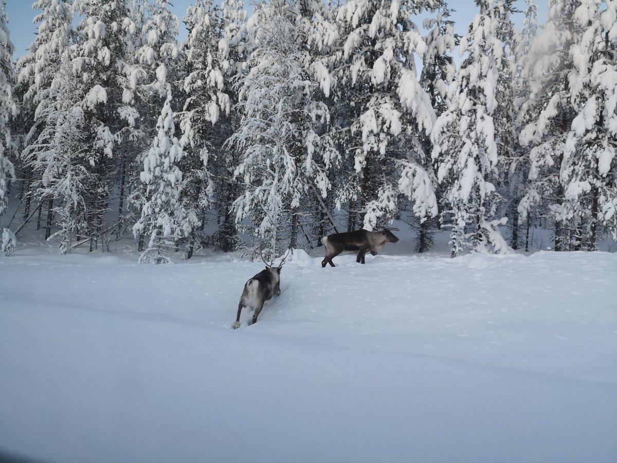 AmySolitudeStar's tweet photo. And we saw alot of beautiful animals😍 #roadtrip #Sweden #northernsweden #WinterWonderland #wildlife #moose #reindeer #Snow #polarnight https://t.co/JSo3s3Ai1b