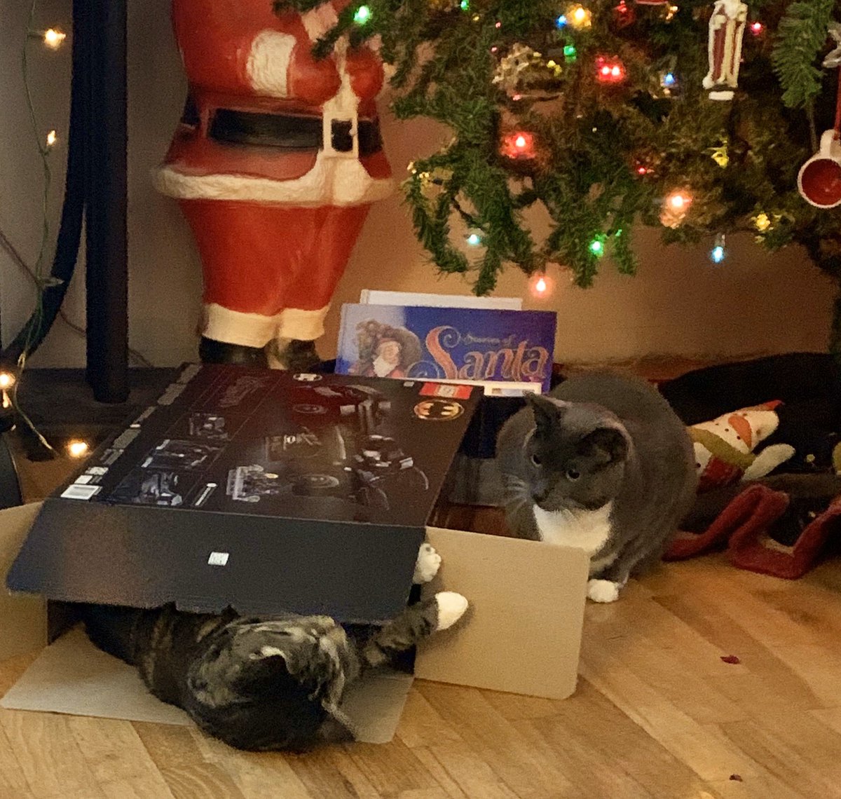 DianaMarguerite's tweet photo. It’s a playful #CatBoxSunday for my fur babies.🐾🎄🎁

#CatsOfTwitter #CatsLife #Cats https://t.co/4M5pYvA2Ez
