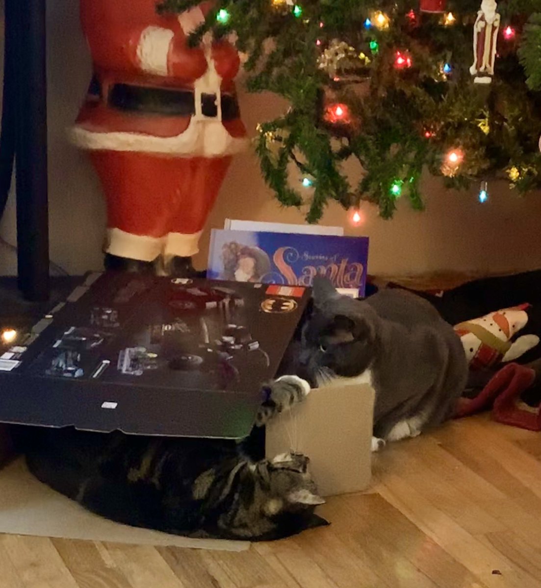 DianaMarguerite's tweet photo. It’s a playful #CatBoxSunday for my fur babies.🐾🎄🎁

#CatsOfTwitter #CatsLife #Cats https://t.co/4M5pYvA2Ez