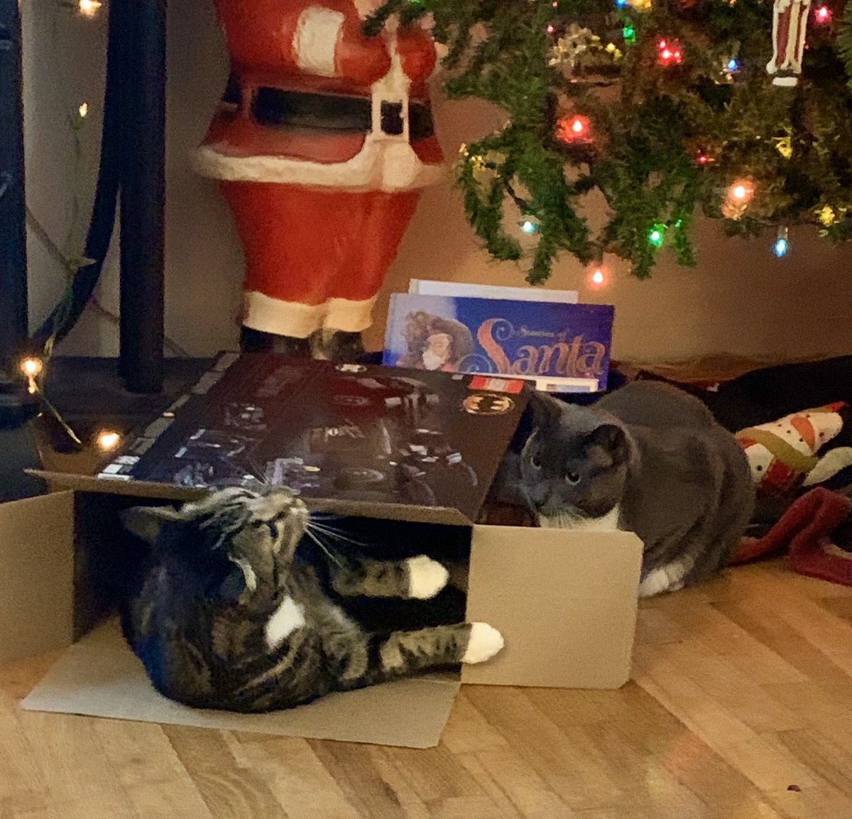 DianaMarguerite's tweet photo. It’s a playful #CatBoxSunday for my fur babies.🐾🎄🎁

#CatsOfTwitter #CatsLife #Cats https://t.co/4M5pYvA2Ez