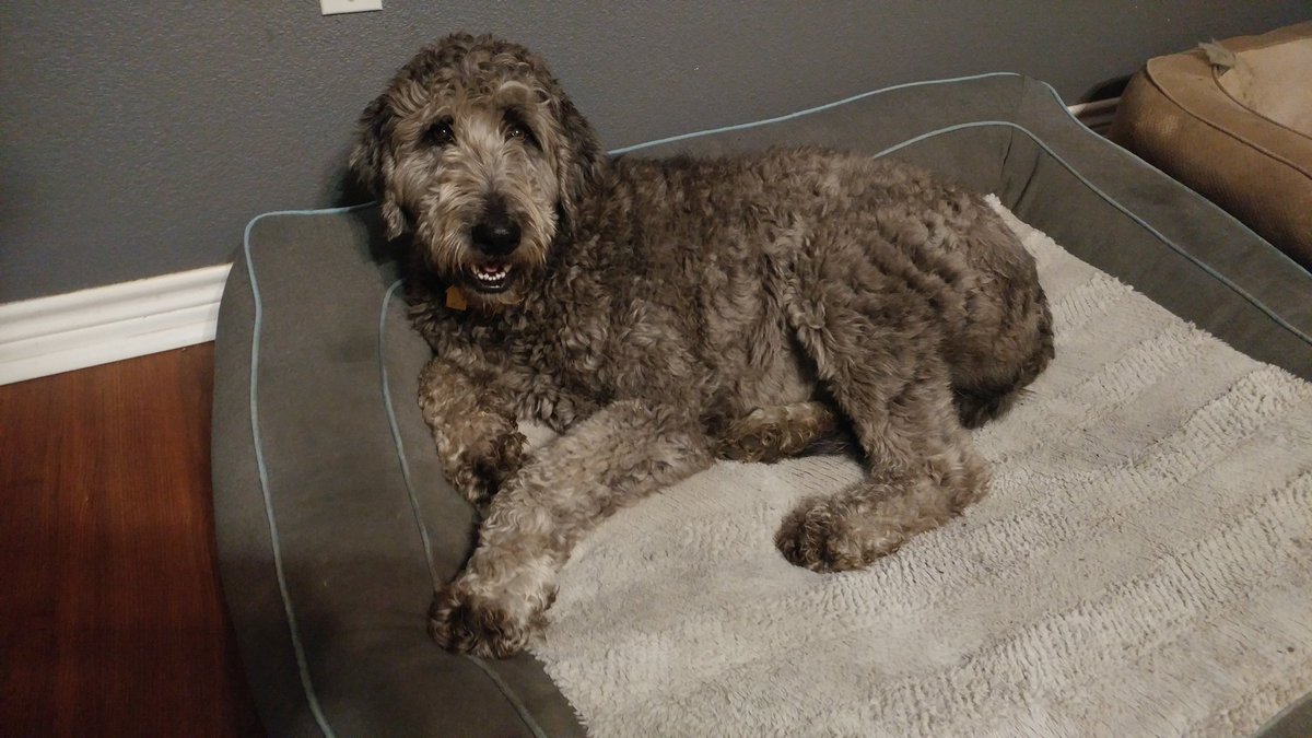 JCBandD's tweet photo. Big crack of thunder. Poor Dakky-Poo squeezed under bed.  He is so timid. I'm not sure how he gets under there at 45 lbs. #doodle He needs a thunder-buddy!  J'den is oblivious!!  #doodle #dorks #mydorks #bestbuddies https://t.co/zF9DLeAR2w