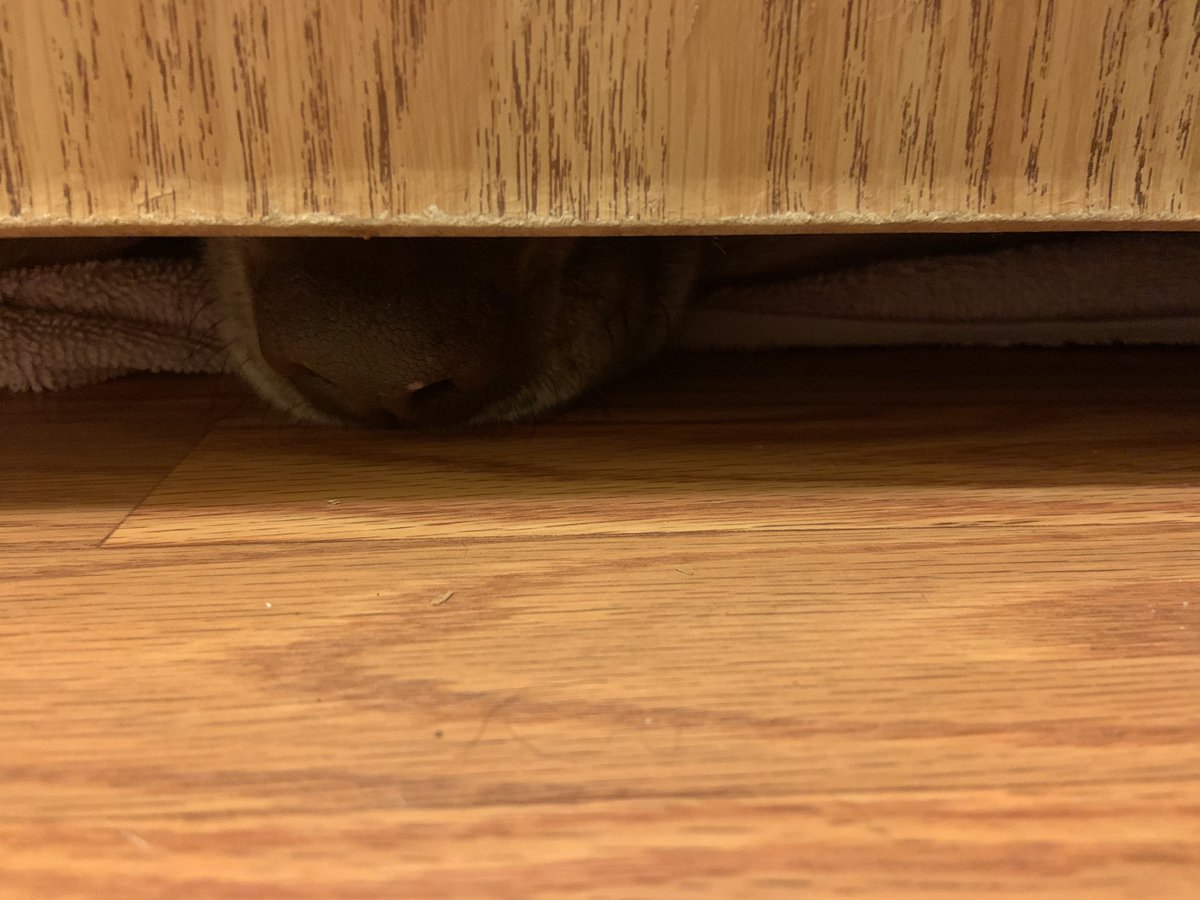 michael_colver's tweet photo. Well, was in the bathroom heard my dog wanting my attention, she whines&amp;boom 1paw under the door. &amp;because I didn’t touch her paw..boom 2paws..ok I pet both &amp;continue cleaning, then I hear a sniff &amp;bark..I see a nose peaking through..something tells me she wants my attention🤣🤣 https://t.co/IrSJAY3cBW