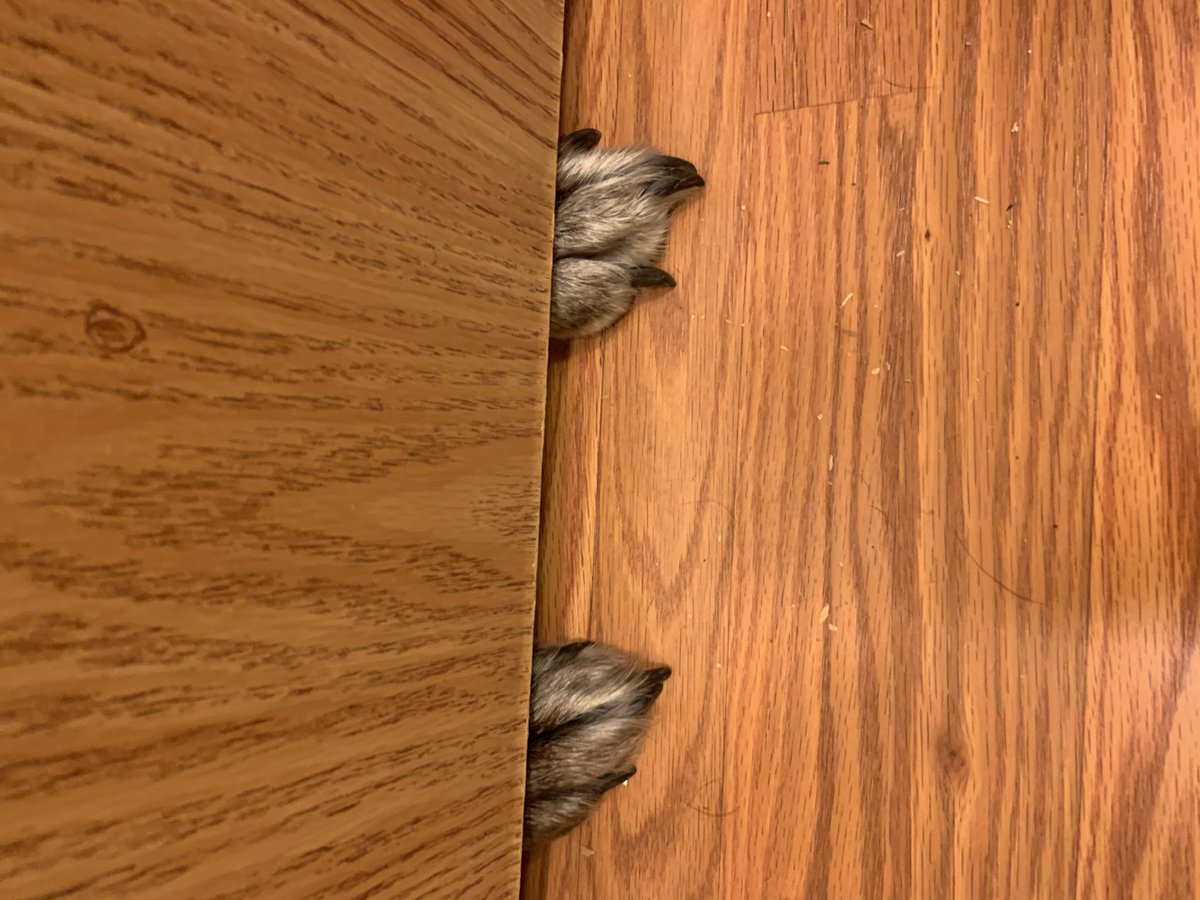 michael_colver's tweet photo. Well, was in the bathroom heard my dog wanting my attention, she whines&amp;boom 1paw under the door. &amp;because I didn’t touch her paw..boom 2paws..ok I pet both &amp;continue cleaning, then I hear a sniff &amp;bark..I see a nose peaking through..something tells me she wants my attention🤣🤣 https://t.co/IrSJAY3cBW