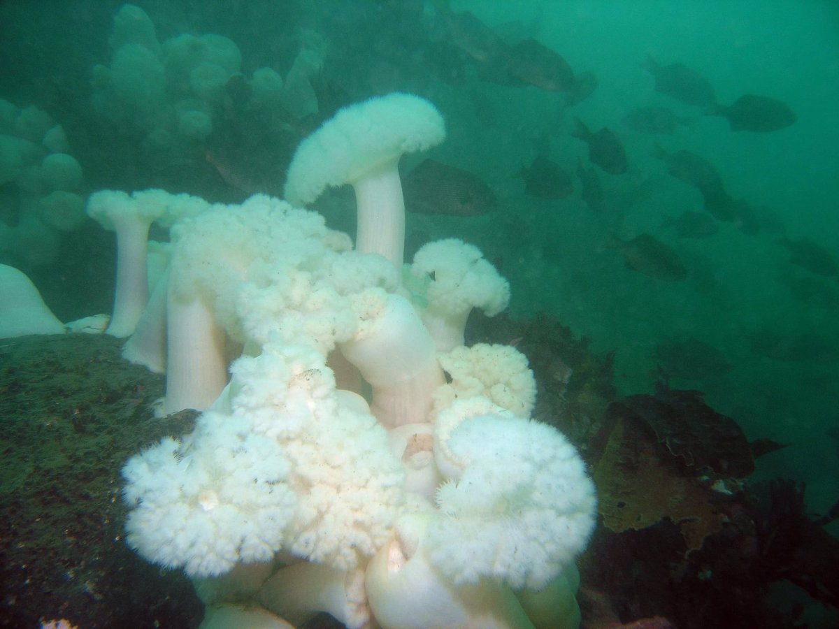 Great to be back “home” in WA (although the north coast feels like home these days) and get a great dive at Keystone Jetty. #PugetSound#WinterDiving #ColdandClear