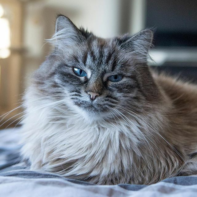 Junethekitty's tweet photo. My little sister @thekittyjazz had a little accident today after one of my ninja lessons and needed to go to the vet 🙈 read her newest post to see what happened!
https://t.co/D3dXihdPjF
#cat #cats #kat #katten #pet #pets #catsofholland #catsofinstagram #bestmeow #weeklyfl… https://t.co/sNCKJYbBoE