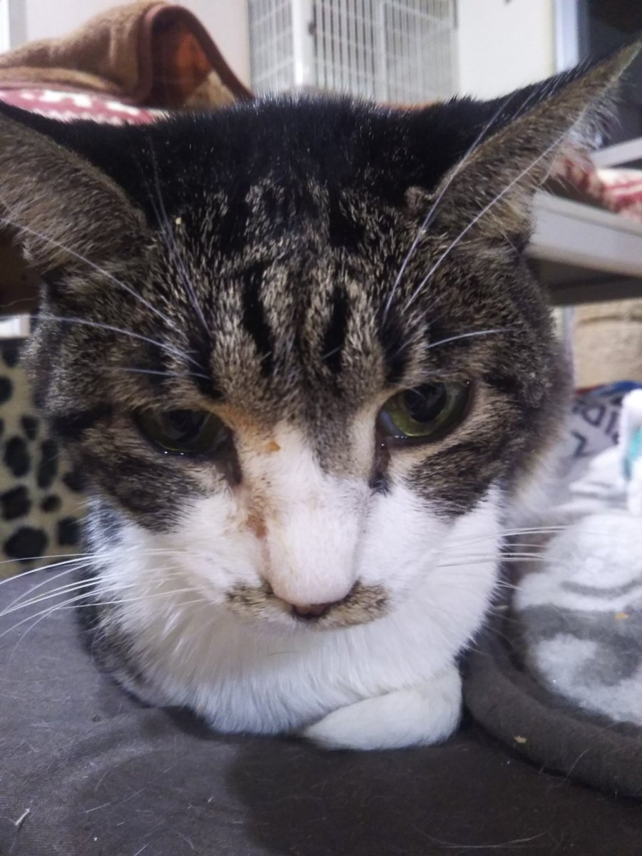 かりぐらしの猫たち 予想より早くがっくん逃げまくりに苦戦も輸液等完了 おはの投薬しゅうちゃんの輸液 ごろちゃんびっくす かすがサプリと意外と大変 でもこのまま平和に年を越せそう ノ かりぐらしの猫たち がく Fip おはぎ