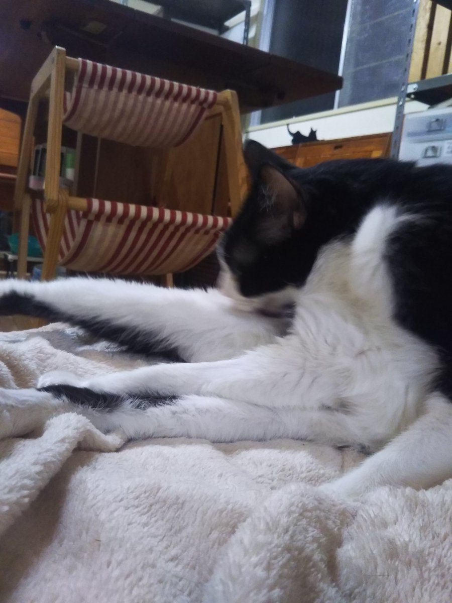 かりぐらしの猫たち 予想より早くがっくん逃げまくりに苦戦も輸液等完了 おはの投薬しゅうちゃんの輸液 ごろちゃんびっくす かすがサプリと意外と大変 でもこのまま平和に年を越せそう ノ かりぐらしの猫たち がく Fip おはぎ