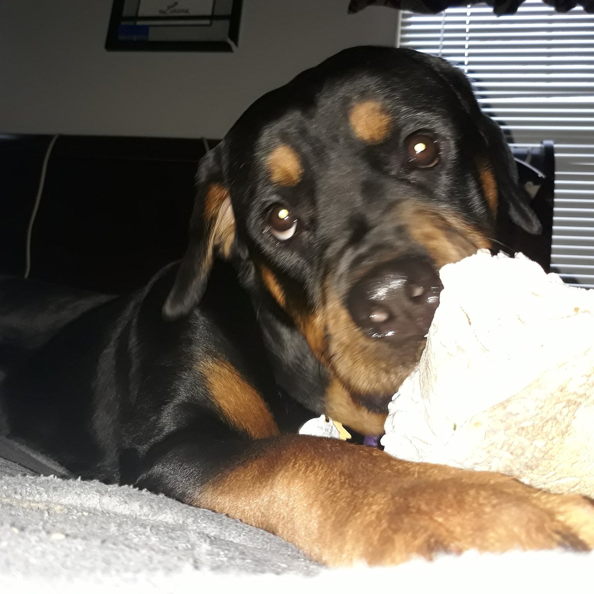 sugarrayray's tweet image. It&apos;s a good day for a bone!

#DogsofTwittter