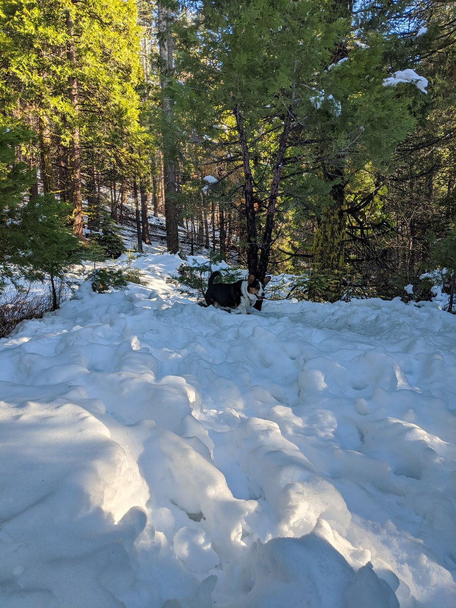 NoriHardware's tweet photo. Putting my double coat to good use! ❄️🏔️🌲 https://t.co/tNiroppK0j